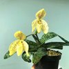 paphiopedilum concolor .